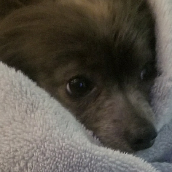 Meet your Posher, H - Picture 1 of 1